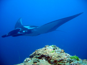 Similanen Inseln National Park Tauchurlaub mit eigenem Schiff in Thailand