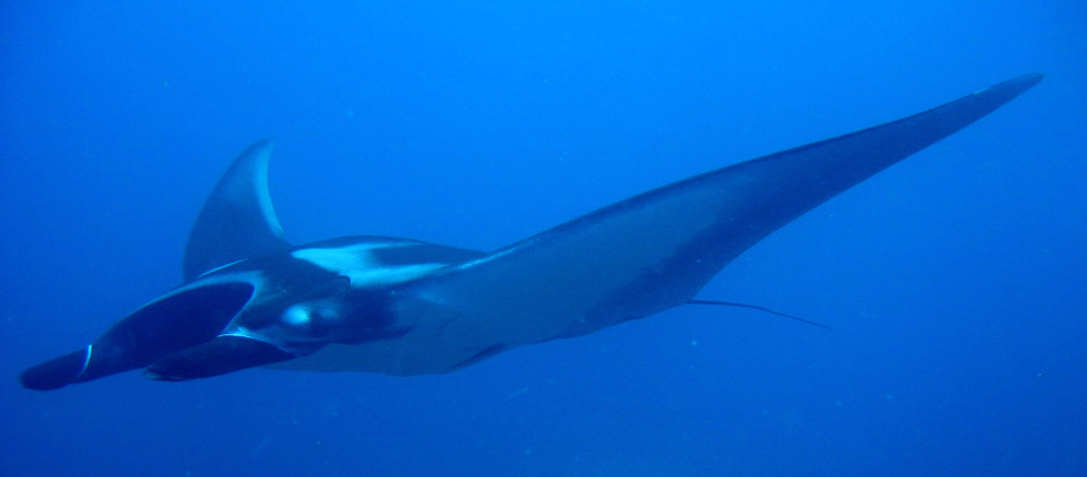 Tauchen Segeltörn Phuket