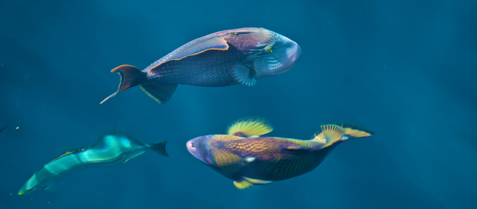 Tauchurlaub Similanen Inseln Thailand mit einer Segelyacht